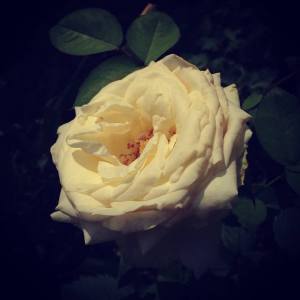 Rosa bianca. Chez moi.