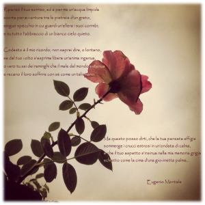 "Ripenso il tuo sorriso". Rosa contro cielo, nel giardino della mia infanzia.